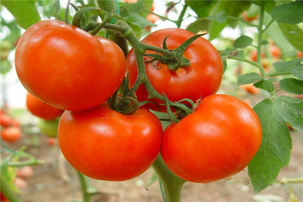番茄種子 番茄種子