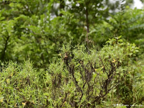 戟葉酸模 戟葉酸模