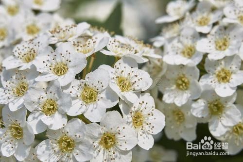 繡線菊怎么養護最合適呢？
