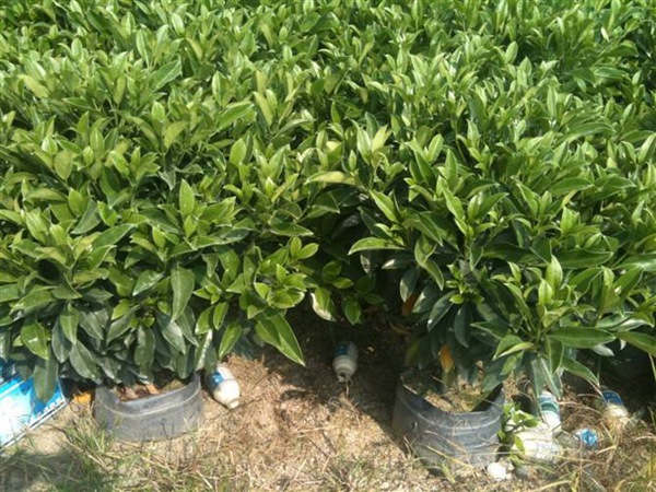 水翁種子 水翁種子