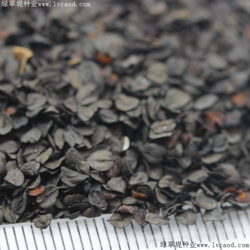 常夏石竹 常夏石竹