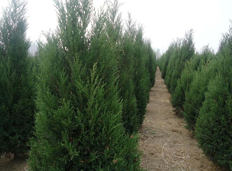 1649040823323386.jpg 1649040823323386.jpg