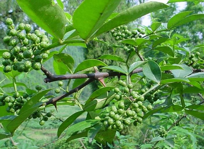 1649043844293775.jpg 1649043844293775.jpg