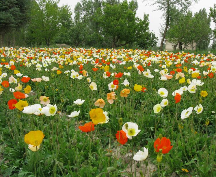 1649045932376329.jpg 1649045932376329.jpg