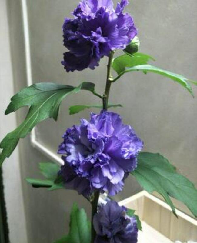 1650551628458160.jpg 1650551628458160.jpg