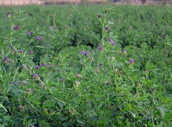 1651543099746337.jpg 1651543099746337.jpg