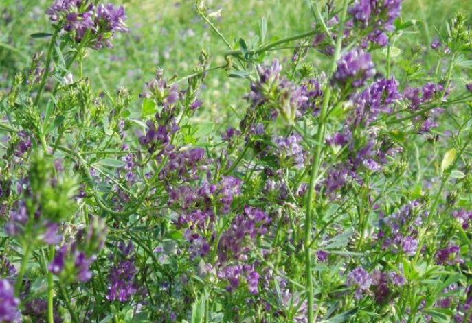 1651543854845027.jpg 1651543854845027.jpg