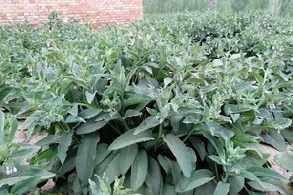 1652242964103588.jpg 1652242964103588.jpg