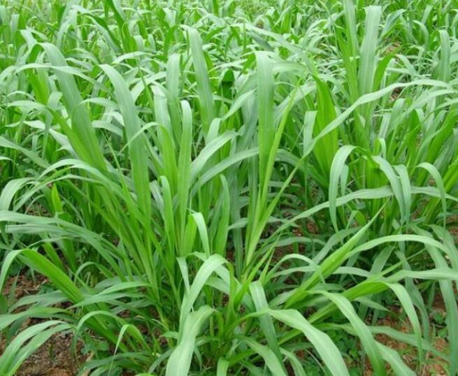 1653144403845263.jpg 1653144403845263.jpg