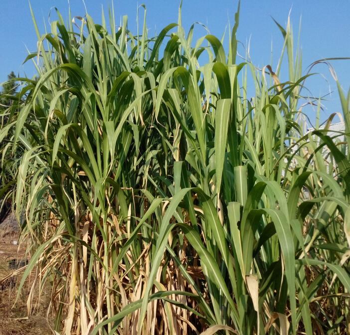 1654494474503456.jpg 1654494474503456.jpg