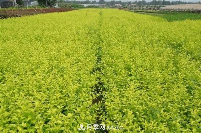 值得收藏！這些全國著名苗木產地你知道幾個？