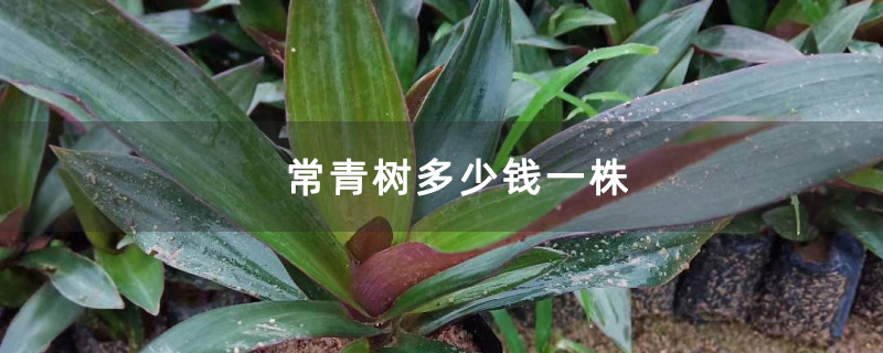 常青樹多少錢一株
