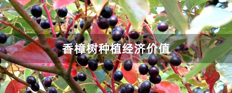 香樟樹種植經(jīng)濟價值
