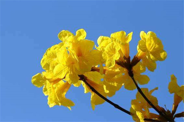 黃花風(fēng)鈴木基地實拍圖片