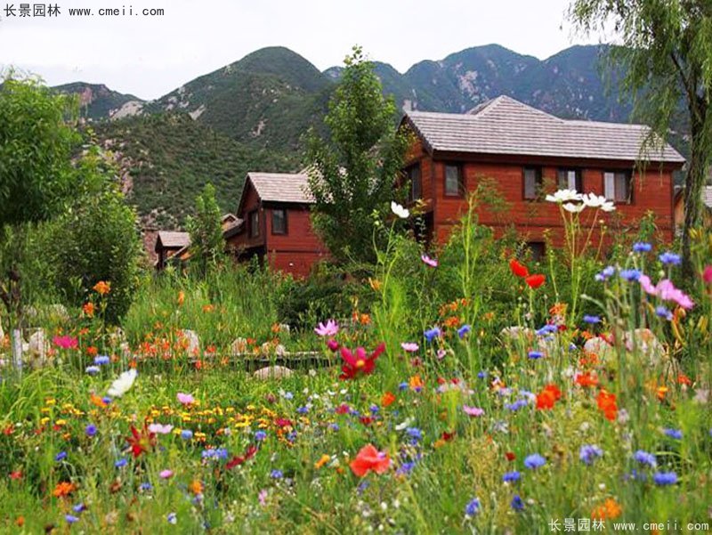 草本植物開花野花組合圖片 草本植物開花野花組合圖片