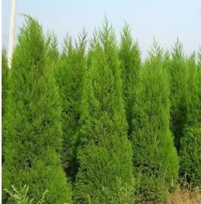 1676892866685571.jpg 蜀檜.jpg