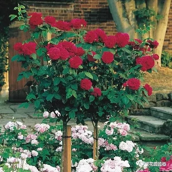 1676894083307218.jpg 微信圖片_20230211070234.jpg