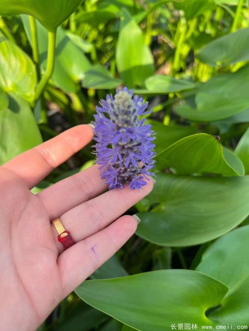 水生濕地植物梭魚(yú)草 水生濕地植物梭魚(yú)草