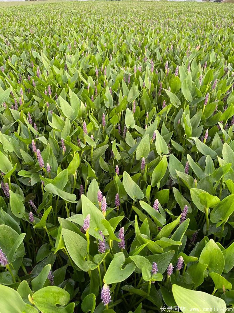 水生濕地植物梭魚(yú)草 水生濕地植物梭魚(yú)草