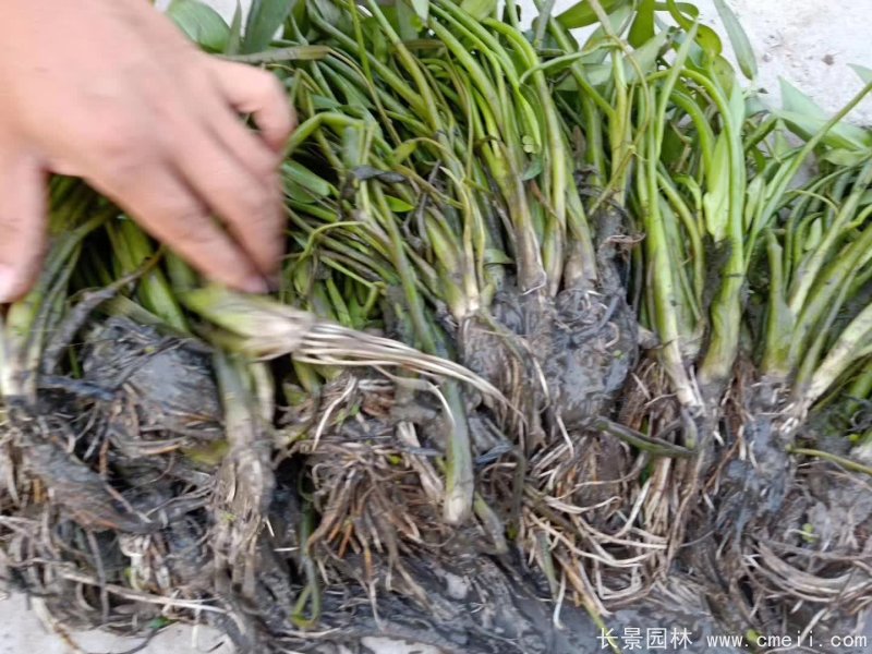 水生濕地植物梭魚(yú)草 水生濕地植物梭魚(yú)草