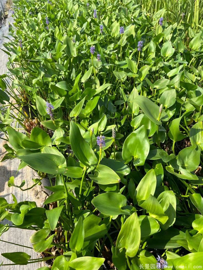 水生濕地植物梭魚(yú)草 水生濕地植物梭魚(yú)草