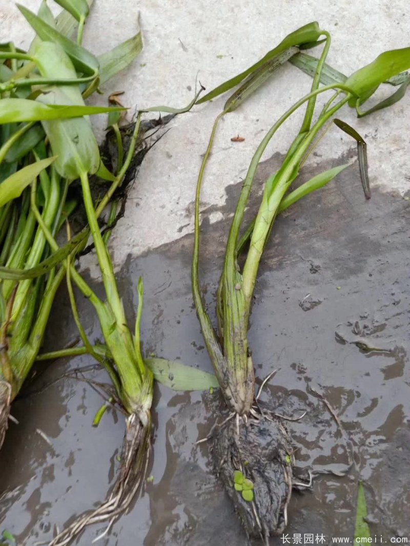 水生濕地植物梭魚(yú)草 水生濕地植物梭魚(yú)草