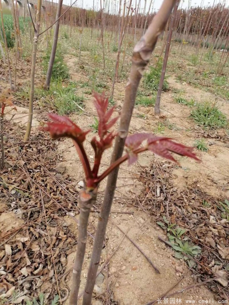 香椿苗 香椿苗