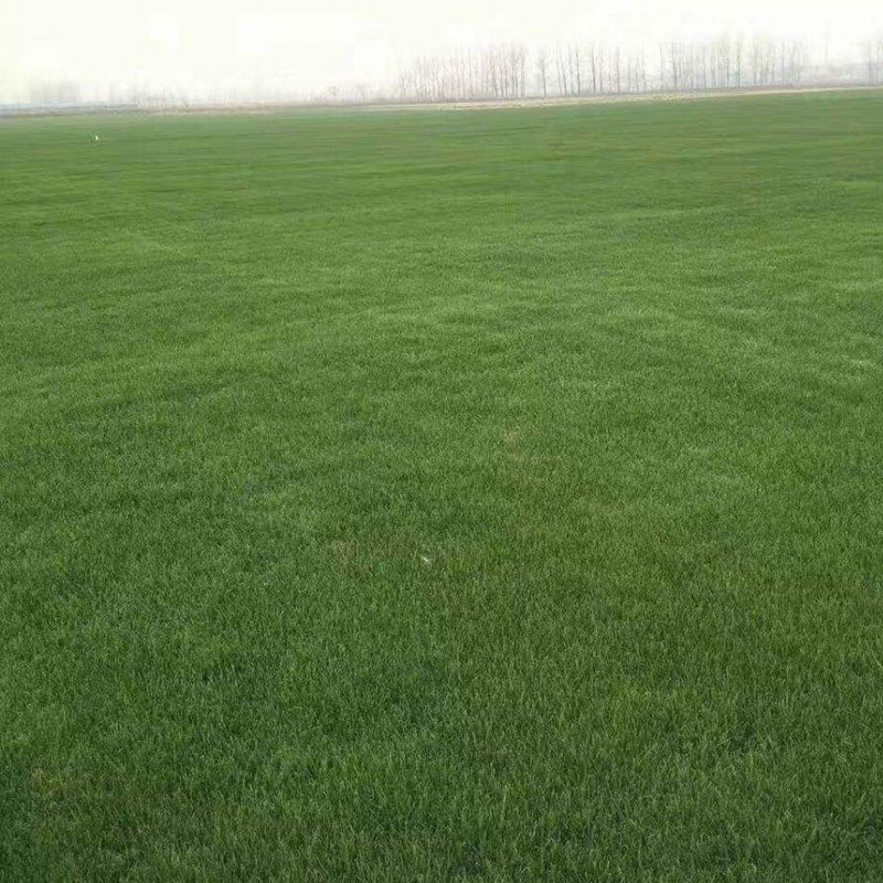 1712018852499715.jpg 1588914876790154.jpg