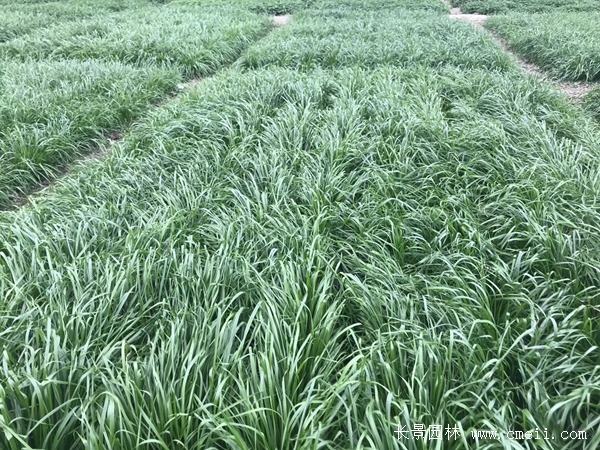 1712278156720851.jpg 1-1ZZ51FFV07.jpg