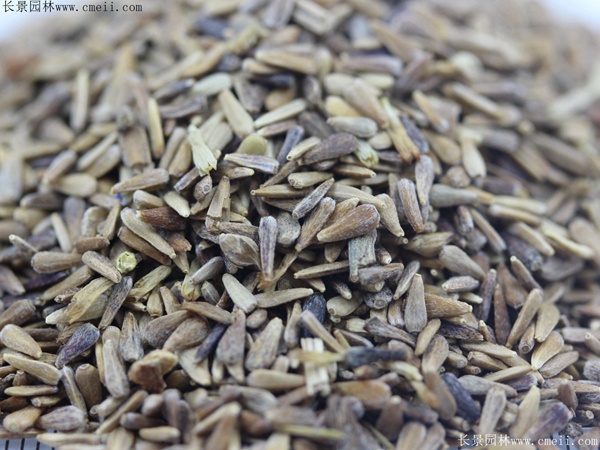 1712888116226073.jpg 1-1FF1194920W1.jpg