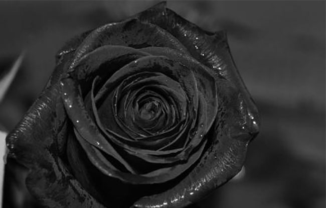 黑玫瑰的花語是什么？黑玫瑰的寓意和象征