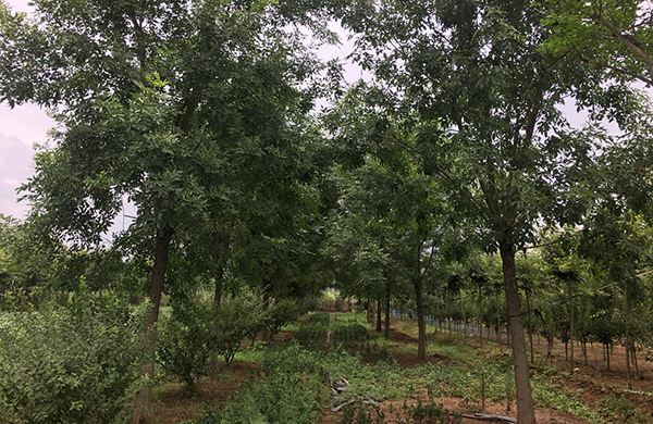 苗木基地實(shí)拍