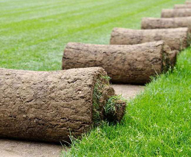 矮生百慕大和果嶺草哪個好?百慕大與果嶺草區(qū)別