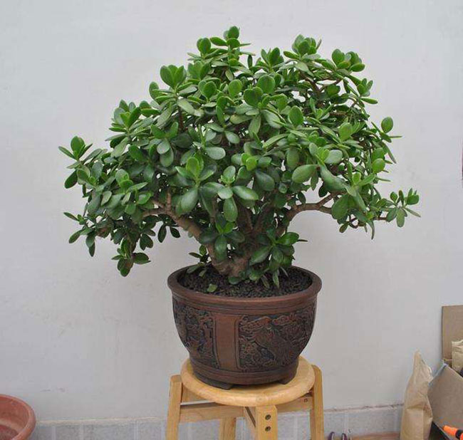 5種便宜花卉，越養(yǎng)越值錢