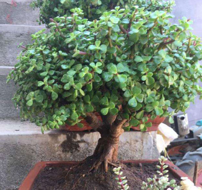 5種便宜花卉，越養(yǎng)越值錢