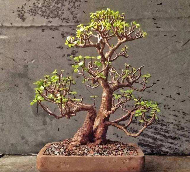 5種便宜花卉，越養(yǎng)越值錢