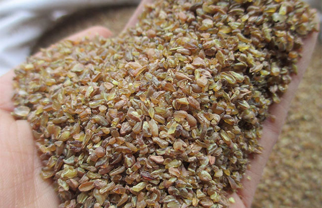 苦蕎麥價(jià)格多少錢一棵?苦蕎麥如何種植?