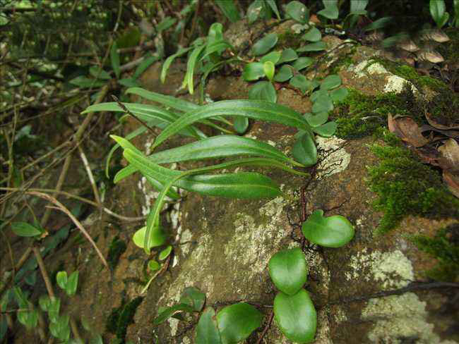 石韋的功效與作用有哪些?石韋種植前景怎么樣? 石韋的功效與作用有哪些?石韋種植前景怎么樣?