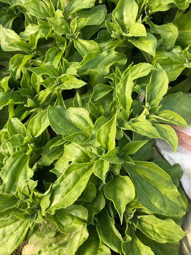 冰草又名冰菜，近幾年在市場上是極為熱銷的綠色菜品。冰草營養(yǎng)價值高，吃起來口感鮮美，營養(yǎng)價值高，市場價格很高，種植經(jīng)濟效益很不錯。冰草以前我國是沒有的，它原產(chǎn)非洲，后來因為經(jīng)濟營養(yǎng)價值高，引種種植，目前的發(fā)展前景很不錯。那么美，種植冰草有前景嗎?種植冰草收入怎樣?下面我們一起來看看吧!  一、種植冰草有前景嗎? 冰草是一種新的特色食材，它的表面有水滴狀的結(jié)晶，看起來表面結(jié)了一層冰，所以取名冰菜。冰草吃起來爽口、多汁，營養(yǎng)價值高，一公斤售價十幾元，很受市場歡迎。冰草的生長期長達6個月，一年可以種植兩茬，畝產(chǎn)量高達3000公斤，按照現(xiàn)在的行情，每公斤冰菜可以賣到10元，種植效益非常可觀。冰草不僅可以食用，還能起到美容、預(yù)防三高的作用，種植前景很不錯。  二、種植冰草收入怎樣? 冰草是一種比較爽口的蔬菜，食用方法也很多，用它配上一些芝麻醬，然后蘸著醬，非常好吃。冰草是我國產(chǎn)的，它是從非洲引進來的，種植的時候要提高肥水的使用效率，這樣有助于增產(chǎn)。冰草口感脆嫩，以做涼拌菜為主。冰草屬于高端蔬菜，多數(shù)從大連等地引進，售價高達30元每公斤。從去年春天開始，范學江經(jīng)朋友介紹開始嘗試種植冰菜，經(jīng)過一年的嘗試，發(fā)現(xiàn)種植冰草的收入很可觀，產(chǎn)地收購價10元每公斤，一畝地可產(chǎn)3000公斤，那么一畝地最低收益3萬元。  三、種植冰草的方法 1、播種 冰草種子小，浸種催芽，播種溫度控制在20℃，薄土覆蓋，播種后35—40天可出芽，培育苗高5厘米左右就可以移栽入圃了。 2、移栽 冰菜耐干旱性強，透氣好、排水良好的土壤種植效果好，移栽幼苗的時候注意溫度和光照，株距為30~40cm，控制行距，移栽后澆一次大水，緩苗大約10左右恢復(fù)長勢。 3、管理 給冰菜澆水的時候添加點食用鹽，葉面出現(xiàn)萎蔫的時候就可以澆水了，時間盡量清晨，溫度在10~30℃生長快，低于10℃發(fā)生凍害，夏季養(yǎng)護采取遮光措施。 4、采收 葉面附著的結(jié)晶成型之后就是冰菜采收的時間，一般2個月左右就可采收，生長高度在10cm左右。采收后的蔬菜需要低溫環(huán)境中保存，環(huán)境溫度過高，會導(dǎo)致冰草變質(zhì)。 以上就是關(guān)于種植冰草有前景嗎和種植冰草收入怎樣的相關(guān)介紹，冰草產(chǎn)地批發(fā)報價可到中國花木網(wǎng)查詢，以上價格信息均是花木網(wǎng)商家提供的實時報價，不過因為苗木行情變化較大，所以僅供參考，采購冰草可查詢商家電話詢價。