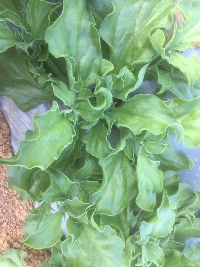 冰草又名冰菜，近幾年在市場上是極為熱銷的綠色菜品。冰草營養(yǎng)價值高，吃起來口感鮮美，營養(yǎng)價值高，市場價格很高，種植經(jīng)濟效益很不錯。冰草以前我國是沒有的，它原產(chǎn)非洲，后來因為經(jīng)濟營養(yǎng)價值高，引種種植，目前的發(fā)展前景很不錯。那么美，種植冰草有前景嗎?種植冰草收入怎樣?下面我們一起來看看吧!  一、種植冰草有前景嗎? 冰草是一種新的特色食材，它的表面有水滴狀的結(jié)晶，看起來表面結(jié)了一層冰，所以取名冰菜。冰草吃起來爽口、多汁，營養(yǎng)價值高，一公斤售價十幾元，很受市場歡迎。冰草的生長期長達6個月，一年可以種植兩茬，畝產(chǎn)量高達3000公斤，按照現(xiàn)在的行情，每公斤冰菜可以賣到10元，種植效益非?？捎^。冰草不僅可以食用，還能起到美容、預(yù)防三高的作用，種植前景很不錯。  二、種植冰草收入怎樣? 冰草是一種比較爽口的蔬菜，食用方法也很多，用它配上一些芝麻醬，然后蘸著醬，非常好吃。冰草是我國產(chǎn)的，它是從非洲引進來的，種植的時候要提高肥水的使用效率，這樣有助于增產(chǎn)。冰草口感脆嫩，以做涼拌菜為主。冰草屬于高端蔬菜，多數(shù)從大連等地引進，售價高達30元每公斤。從去年春天開始，范學江經(jīng)朋友介紹開始嘗試種植冰菜，經(jīng)過一年的嘗試，發(fā)現(xiàn)種植冰草的收入很可觀，產(chǎn)地收購價10元每公斤，一畝地可產(chǎn)3000公斤，那么一畝地最低收益3萬元。  三、種植冰草的方法 1、播種 冰草種子小，浸種催芽，播種溫度控制在20℃，薄土覆蓋，播種后35—40天可出芽，培育苗高5厘米左右就可以移栽入圃了。 2、移栽 冰菜耐干旱性強，透氣好、排水良好的土壤種植效果好，移栽幼苗的時候注意溫度和光照，株距為30~40cm，控制行距，移栽后澆一次大水，緩苗大約10左右恢復(fù)長勢。 3、管理 給冰菜澆水的時候添加點食用鹽，葉面出現(xiàn)萎蔫的時候就可以澆水了，時間盡量清晨，溫度在10~30℃生長快，低于10℃發(fā)生凍害，夏季養(yǎng)護采取遮光措施。 4、采收 葉面附著的結(jié)晶成型之后就是冰菜采收的時間，一般2個月左右就可采收，生長高度在10cm左右。采收后的蔬菜需要低溫環(huán)境中保存，環(huán)境溫度過高，會導(dǎo)致冰草變質(zhì)。 以上就是關(guān)于種植冰草有前景嗎和種植冰草收入怎樣的相關(guān)介紹，冰草產(chǎn)地批發(fā)報價可到中國花木網(wǎng)查詢，以上價格信息均是花木網(wǎng)商家提供的實時報價，不過因為苗木行情變化較大，所以僅供參考，采購冰草可查詢商家電話詢價。