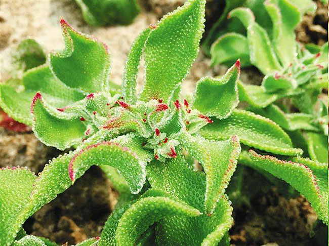 種植冰草有前景