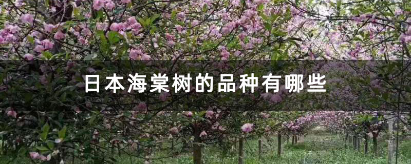 日本海棠樹的品種有哪些