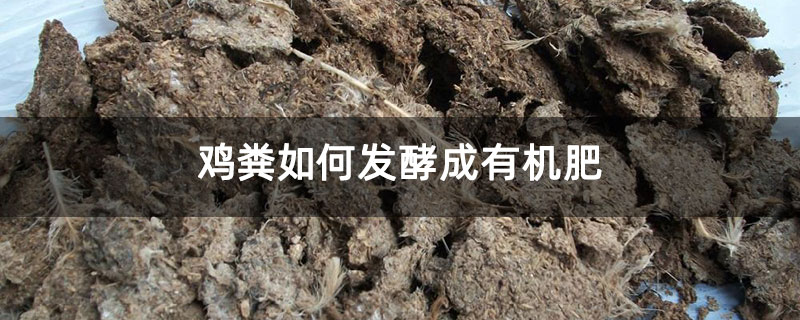 雞糞如何發(fā)酵成有機(jī)肥