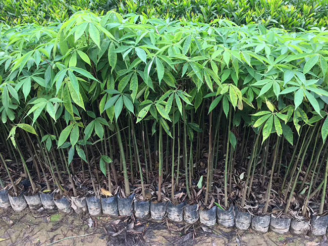 木棉價(jià)格 木棉價(jià)格