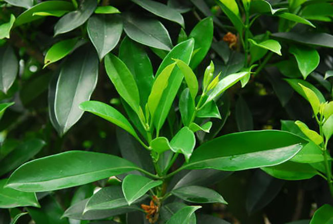 觀音樹是什么樹?觀音樹種植前景分析