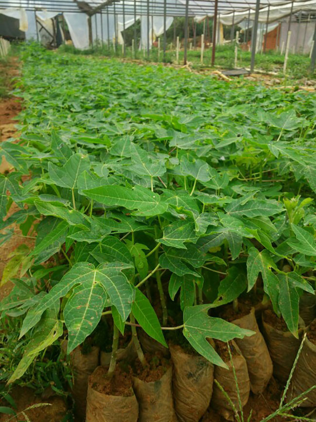 木瓜樹多少錢一棵?2020年木瓜樹價格最新價格