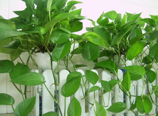 超好養(yǎng)活的綠蘿 超好養(yǎng)活的綠蘿