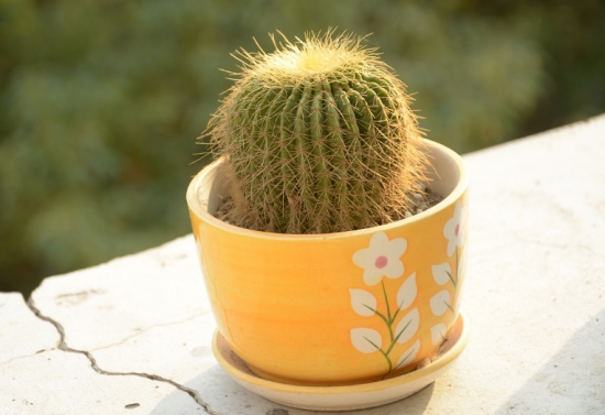 超好養(yǎng)活的仙人球 超好養(yǎng)活的仙人球