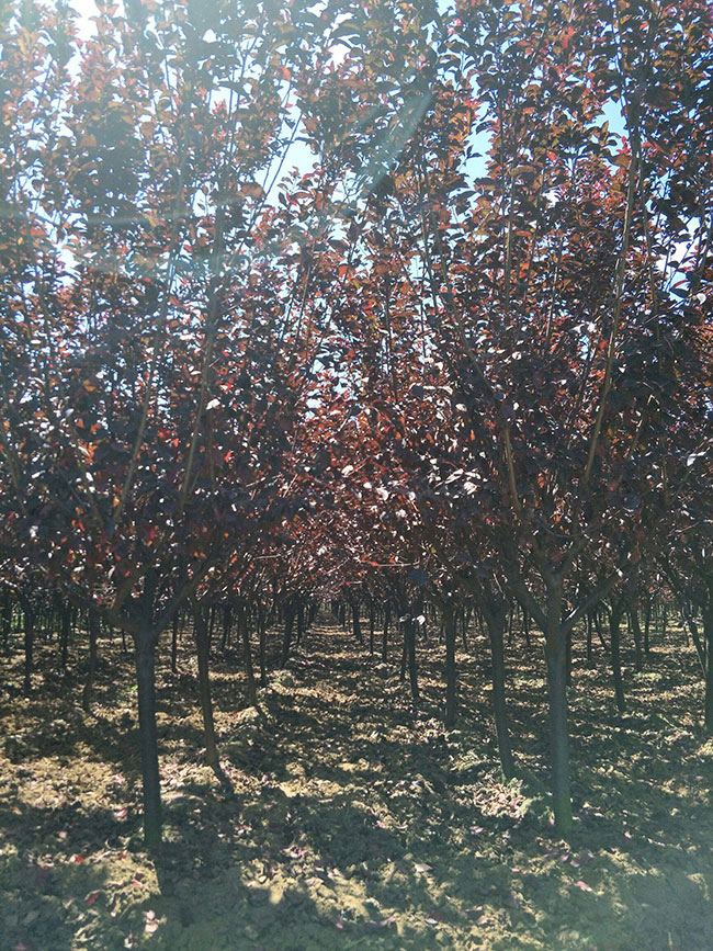 紅葉李怎么育苗?紅葉李的育苗方法