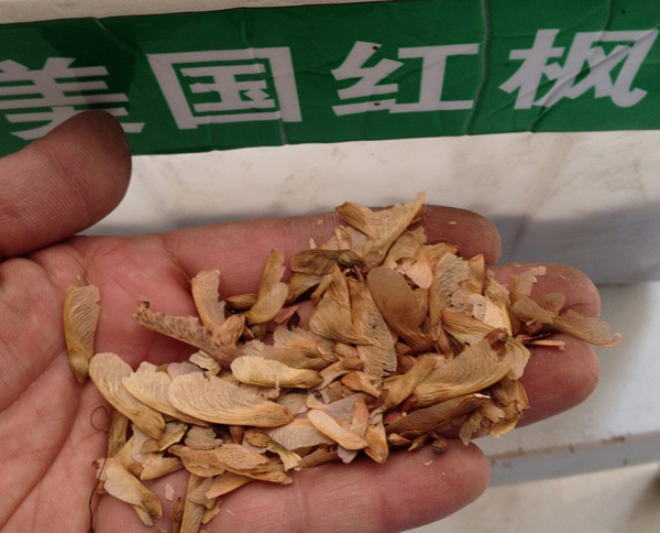 美國紅楓種子